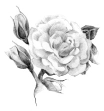 Flower Rose Sketch