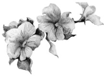 Flower Petunia Sketch Bouquet. Detailed Pencil Illustration. 