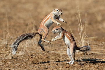 Canvas Print - Two ground squirrels playing, Kalahari desert, South Africa 