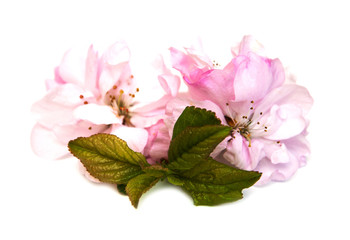 Sticker - Sakura blossom on a white background