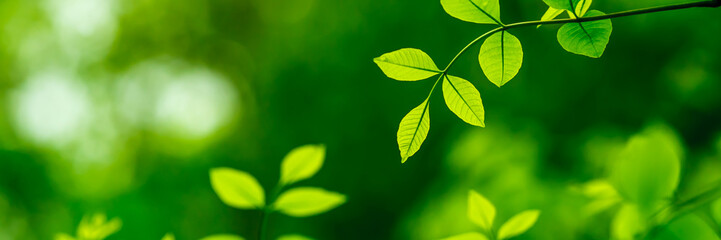 Green Leaves