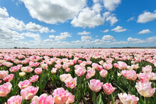 Pink Tulip Field And Blue Sky