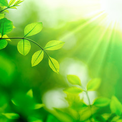 Green Leaves