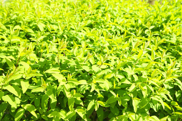 Sticker - Beautiful green bush close up