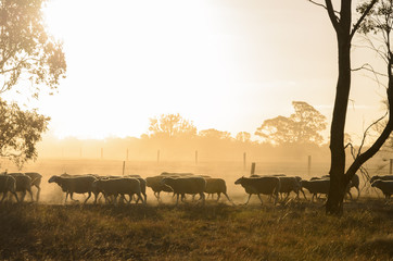 Sheep walk along fence at sunset