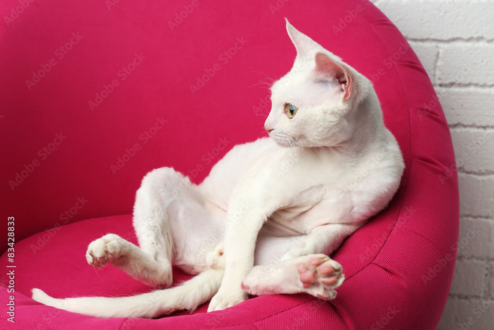 Beautiful white cat on soft pink armchair in room