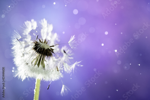 Dandelion
