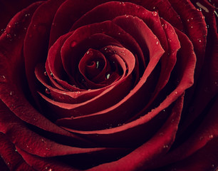 Wall Mural - Red rose