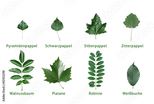 Deutsche Bäume Liste