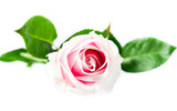 Fototapeta  - Single pink rose with green leaves isolated.