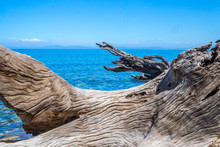 Driftwood On The Shore Of A Calm Mediterranean Sea
