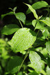 Close up of green plant leaf 