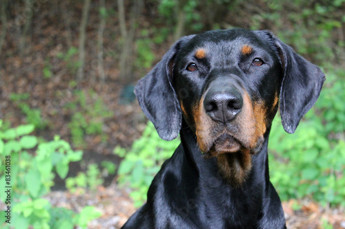 Fotografía black and brown doberman