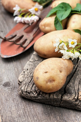 Wall Mural -  potatoes (toning)