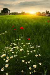 Wall Mural - poppies an daisy flowers on the summer wheat field sunset