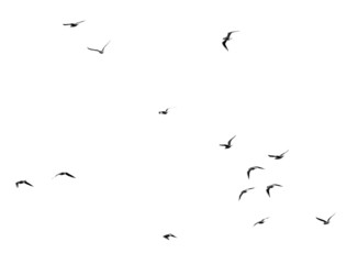 Canvas Print - silhouette of a flock of birds on a white background