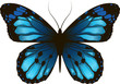 Morpho Beautiful butterfly