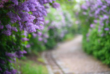 Purple Lilac Blossoms Blooming In Springtime With Beautiful Boke