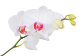 Fototapeta Storczyk - Fresh orchid flower, isolated on white background, DOF