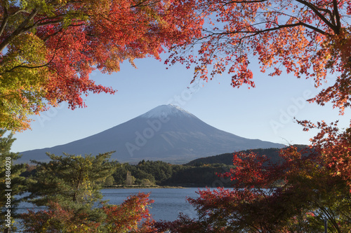 Naklejka dekoracyjna Maple leaves change to autumn color at Mt.Fuji, Japan