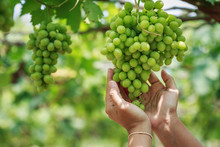 Bunch Of Fresh Green Grapes In Vineyard