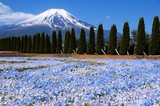 Fototapeta  - 富士山とネモフィラ