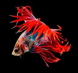 Canvas Print - siamese fighting fish isolated on black background.