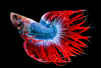 Canvas Print - siamese fighting fish isolated on black background.