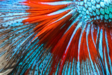 Texture Of Tail Siamese Fighting Fish