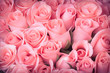 pink rose flower bouquet vintage background