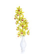 Green/ yellow orchid in white vase isolated