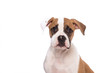 Isolated portait of a American Bull dog puppy 
