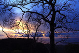 Fototapeta Krajobraz - Silhouette of trees in the park on sunset