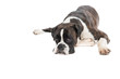 Lazy boxer dog lying down isolated on a white background