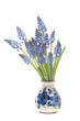 Bunch of a grape hyacinths in a delfts blue vase isolated on a white background