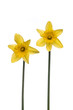 Two Daffodils at a white background
