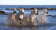 White horses are running along the edge of the sea in France.