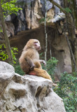 Fototapeta Zwierzęta - monkeys in the wild filmed close up