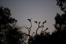 Silhouette Of Birds In Tree