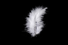 White Feather On Black Background