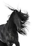 Fototapeta Konie - Friesian black horse isolated on the white
