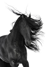 Friesian Black Horse Isolated On The White