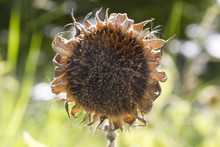 Withered Sunflower In A Little Garden