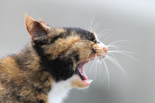 Close Up Of Cat Yawning
