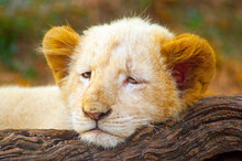 Picture Of White Lion Cub (Panthera Leo Krugeri) Lying On Tree Trunk