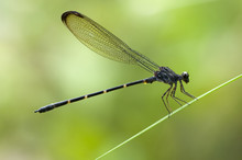 Indonesia, West Kalimantan, Bengkayang, Bamboo Tail Dragonfly