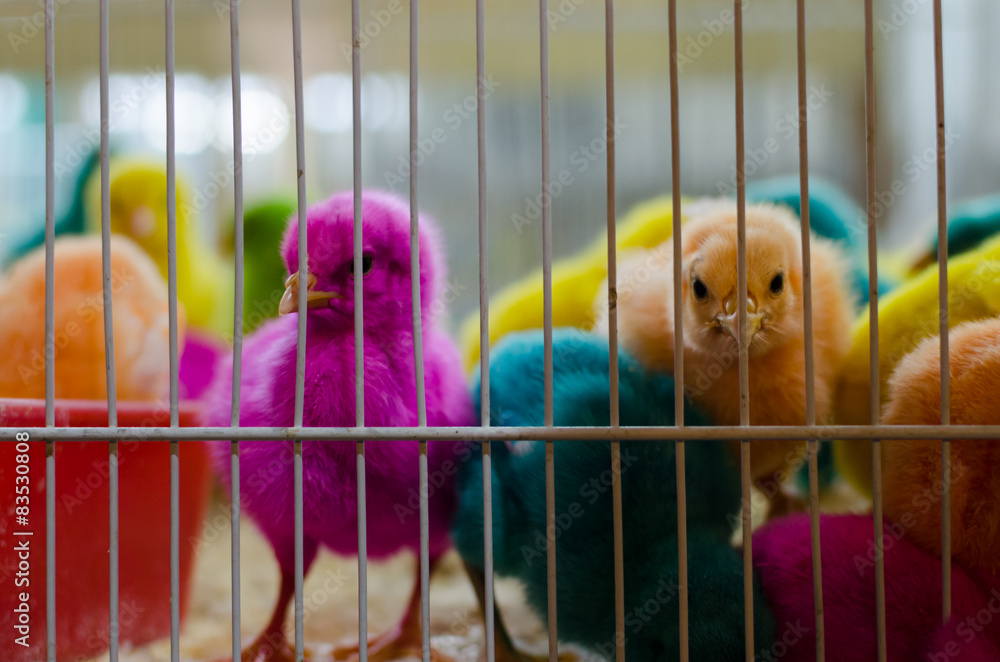 Multi-colored baby chickens Stock Photo | Adobe Stock