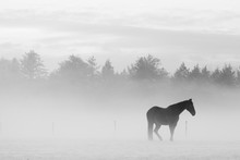 Horse In Misty Landscape