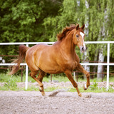 Fototapeta Konie - Red Trakehner horse runs trot on the green background