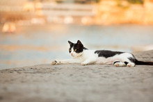 Black And White Cat Resting By Lake
